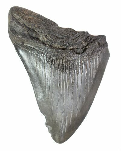 Partial, Fossil Megalodon Tooth #89047